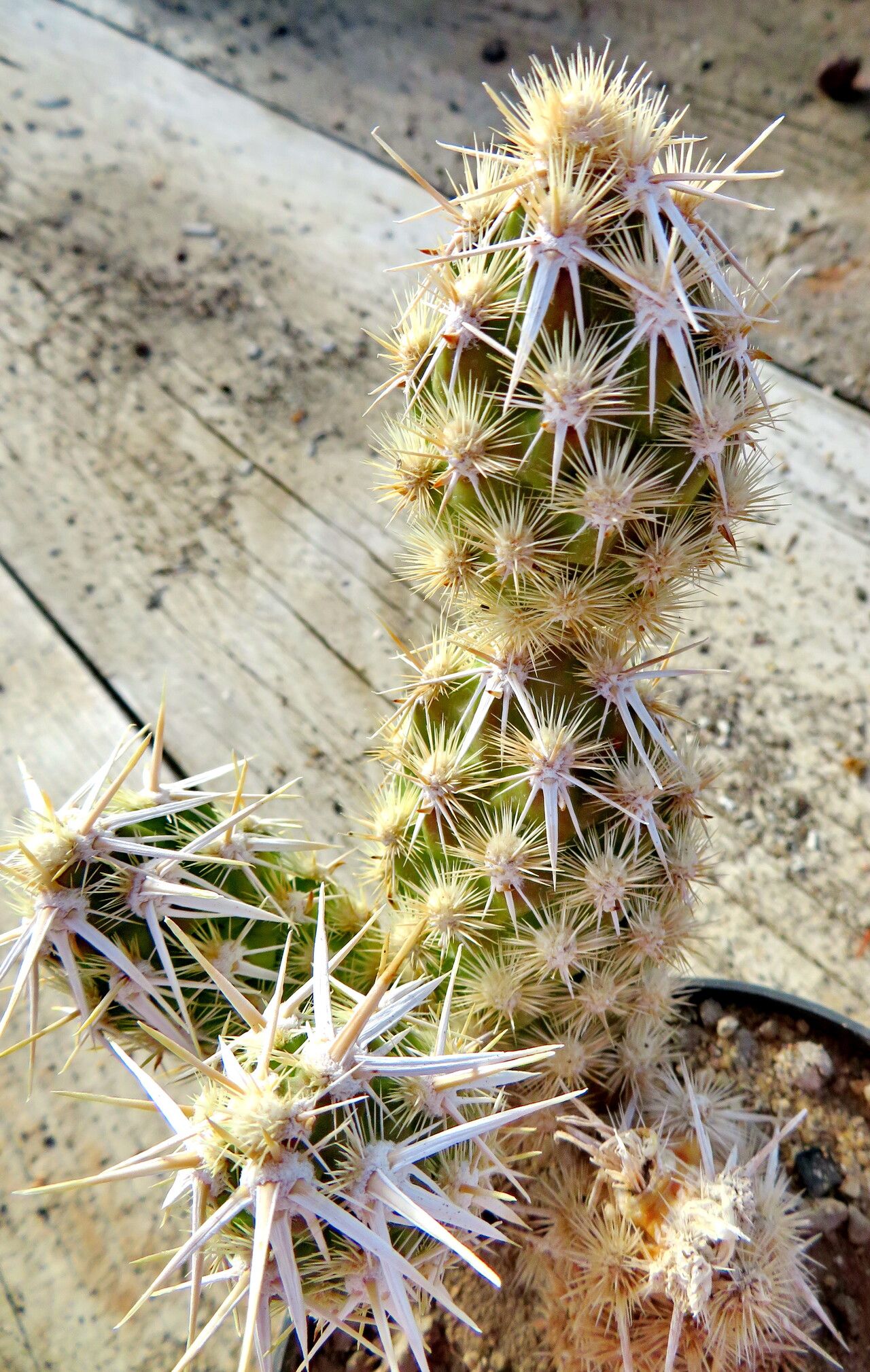 Grusonia clavata leaf