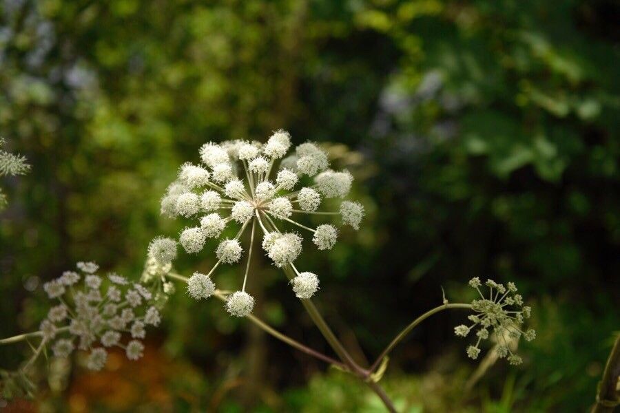 Angelica capitellata flower