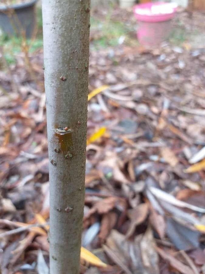 Salix schwerinii bark