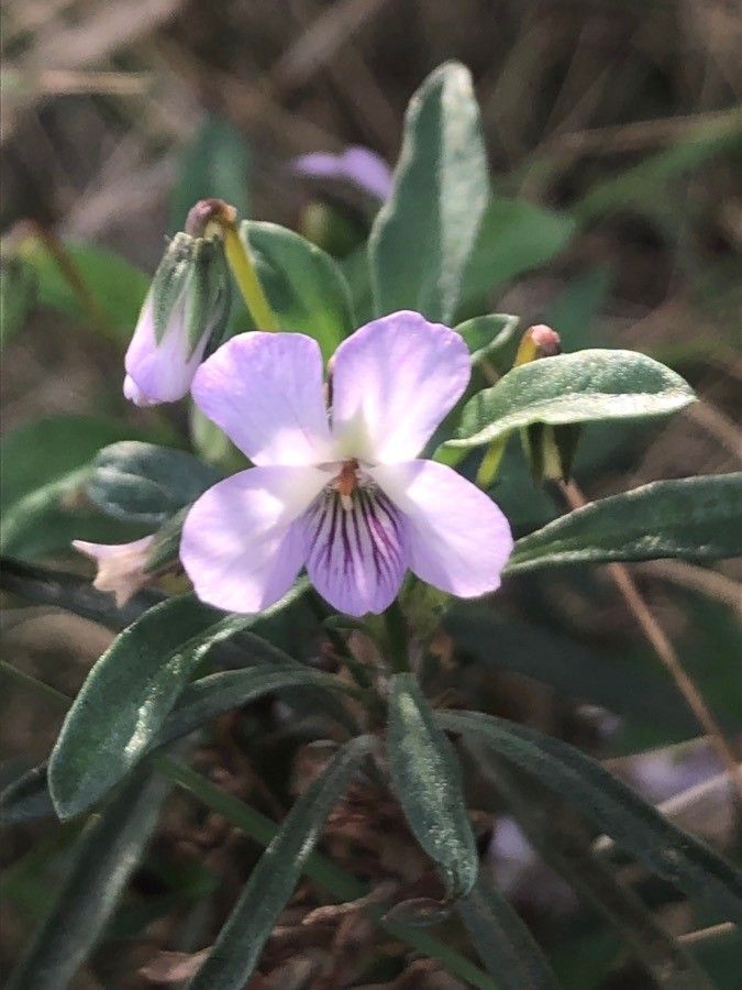 Viola arborescens flower