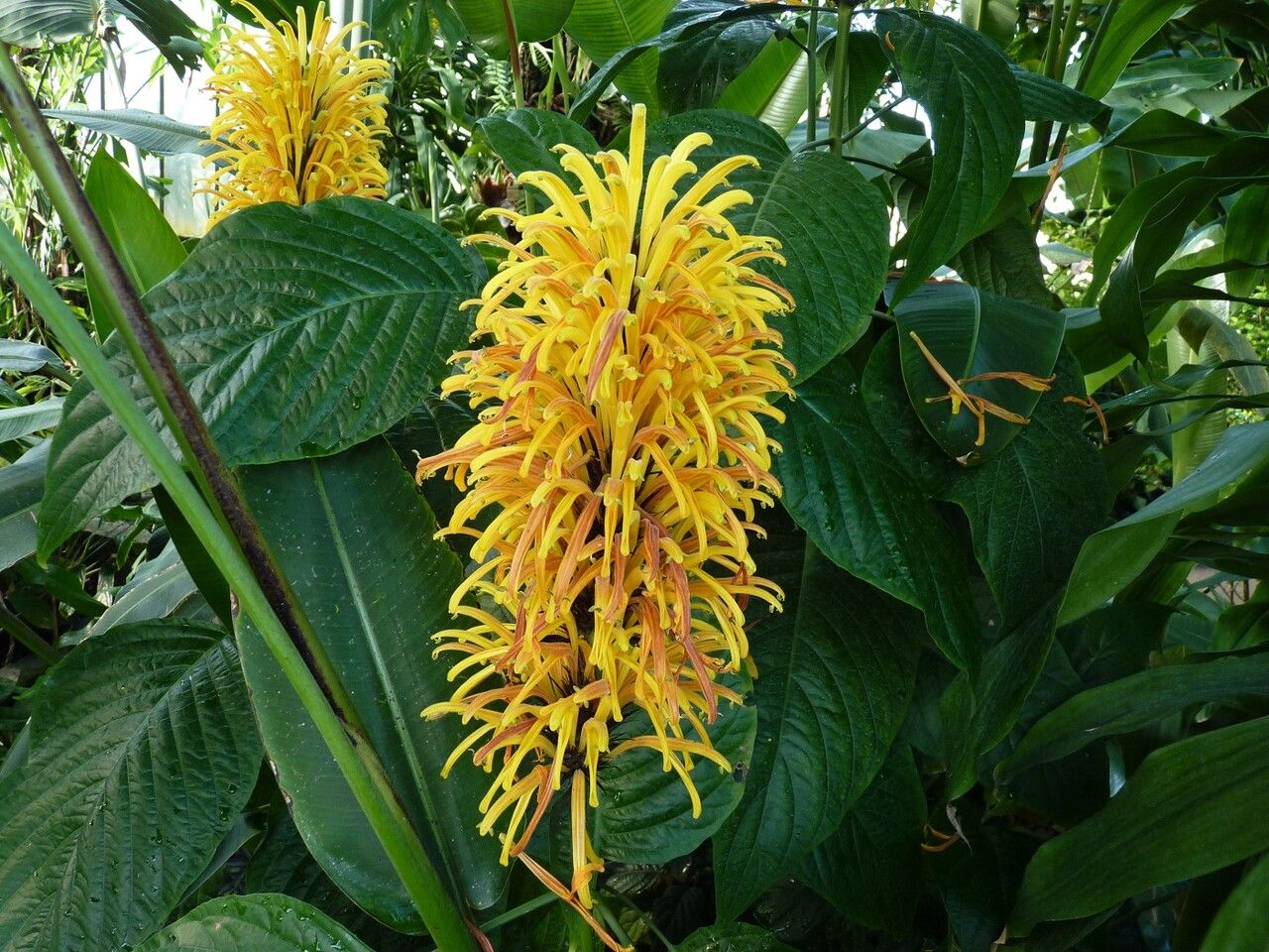 Justicia aurea flower