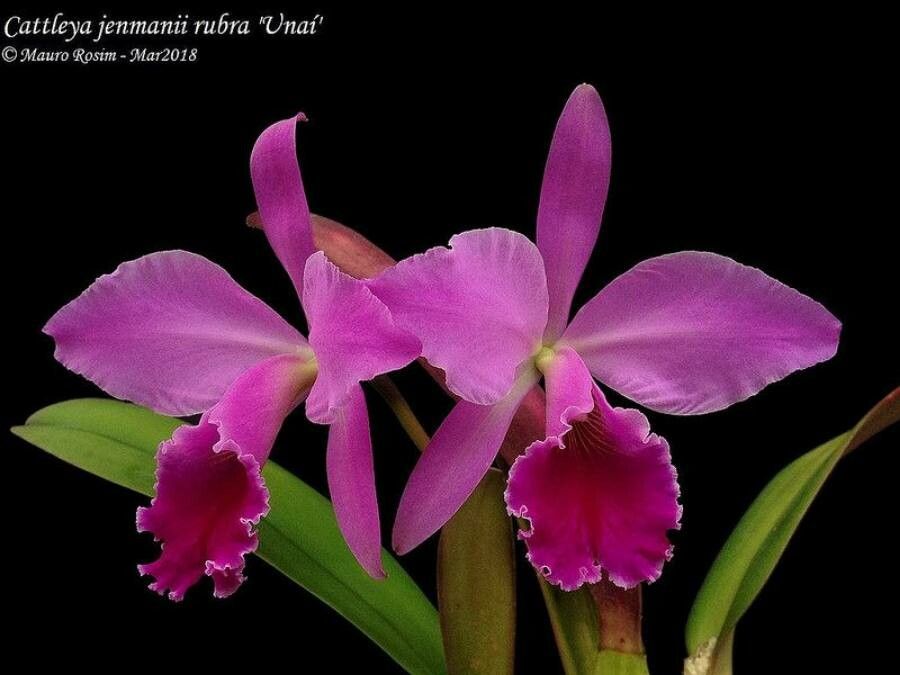 Cattleya jenmanii flower