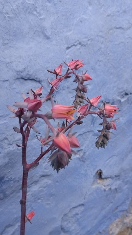 Echeveria gigantea flower