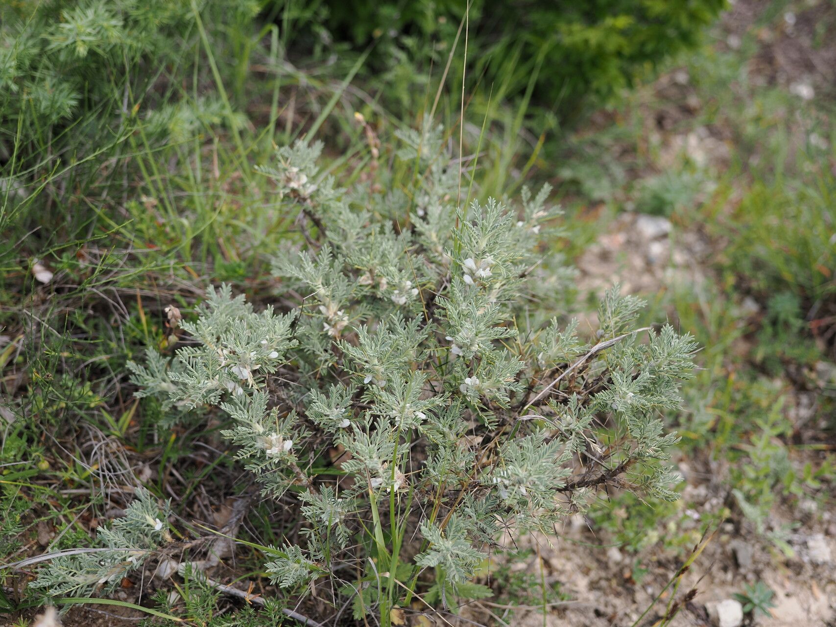 Astragalus denudatus — houseplant care guide