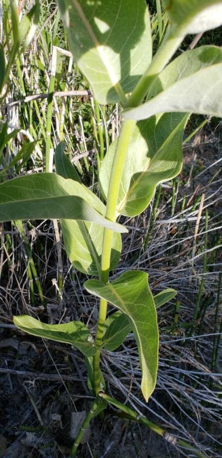 Asclepias eriocarpa bark