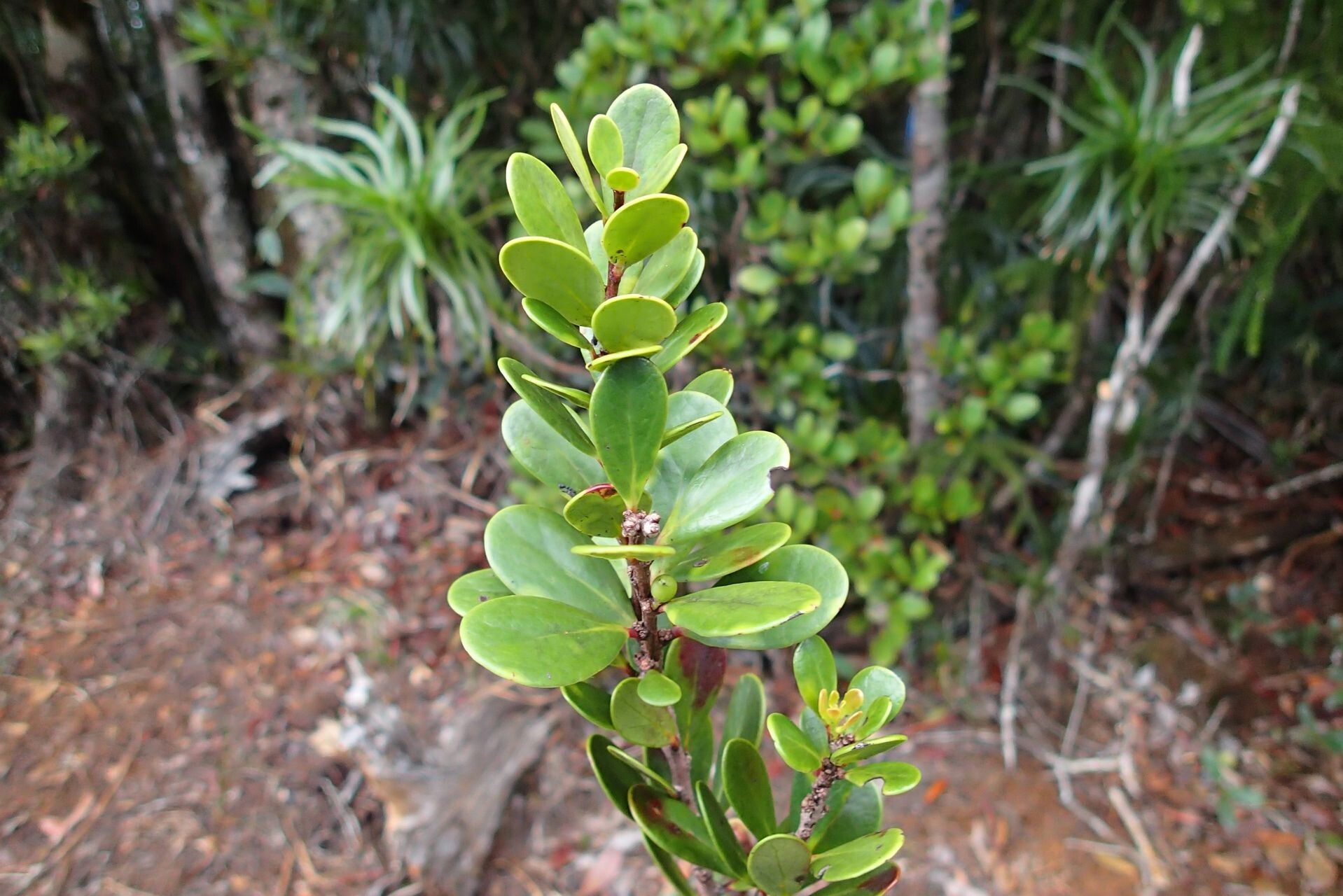 Lasiochlamys planchonellifolia habit