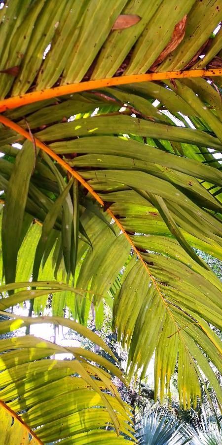 Areca vestiaria — search result for 'Areca'