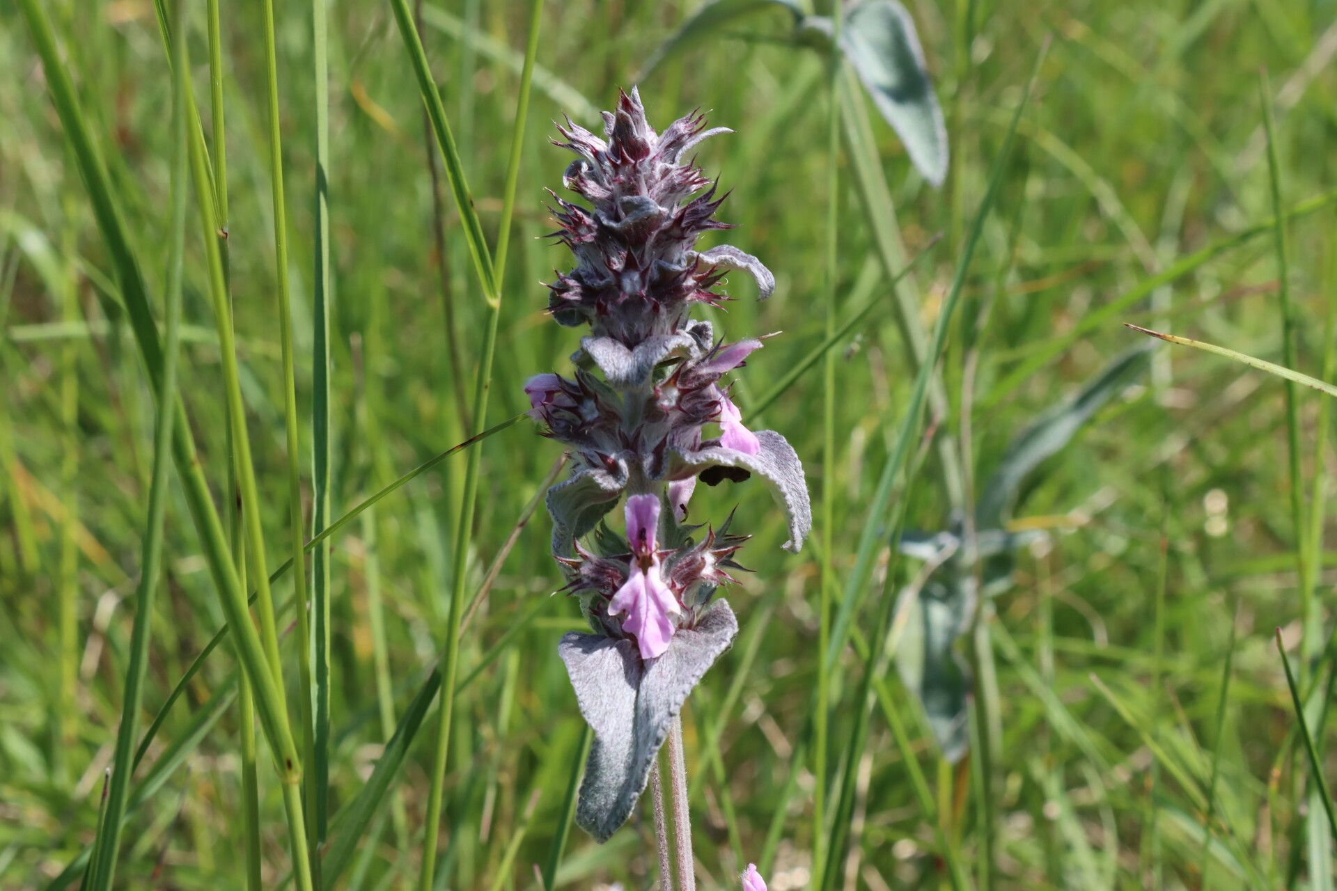 Stachys thirkei — search result for 'Stachys'