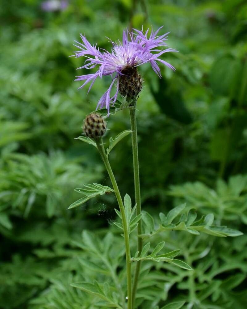 Centaurea fischeri flower