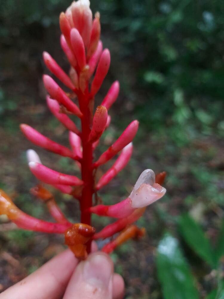 Renealmia chrysotricha flower