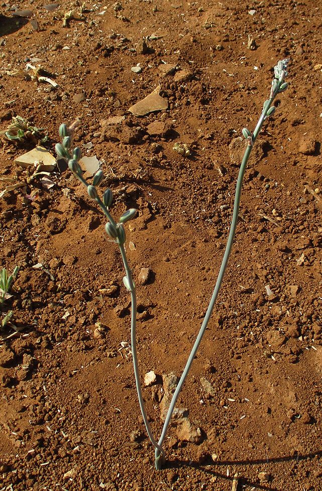 Albuca kirkii habit