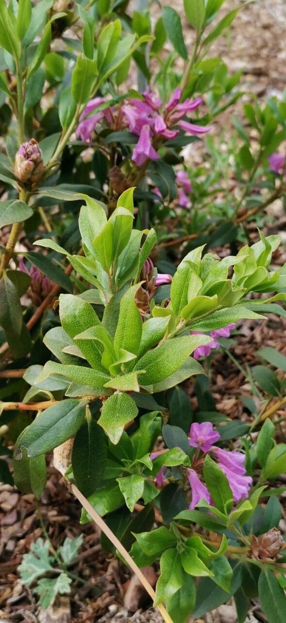 Rhododendron rubiginosum — houseplant care guide