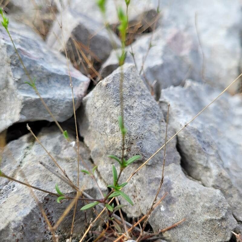 Arenaria provincialis leaf