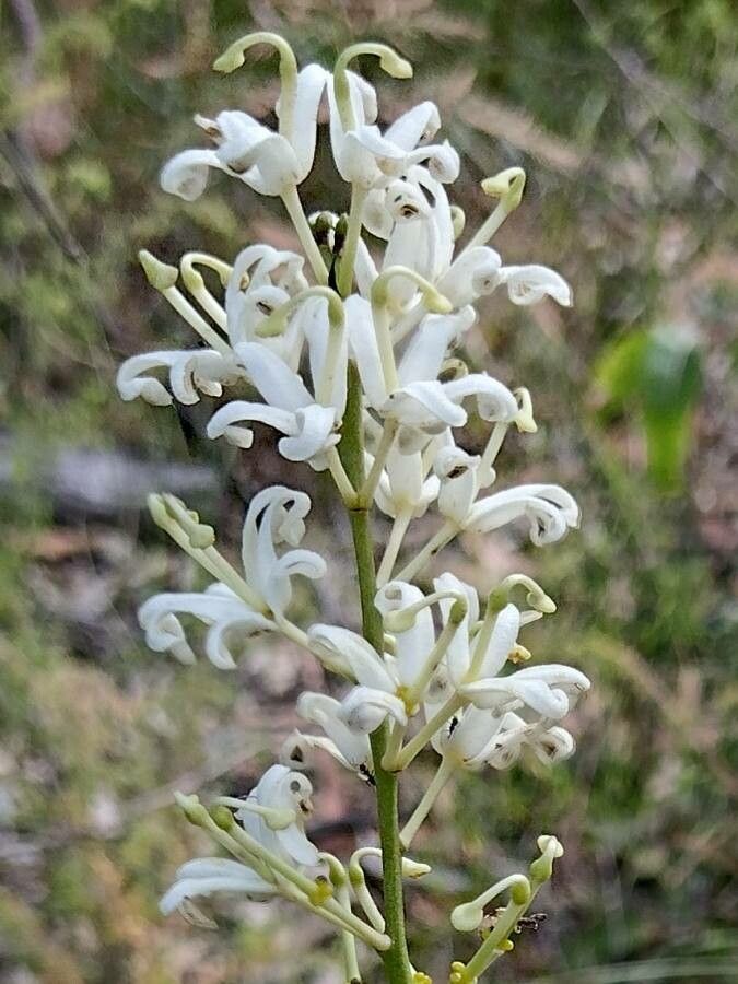 Lomatia ilicifolia flower