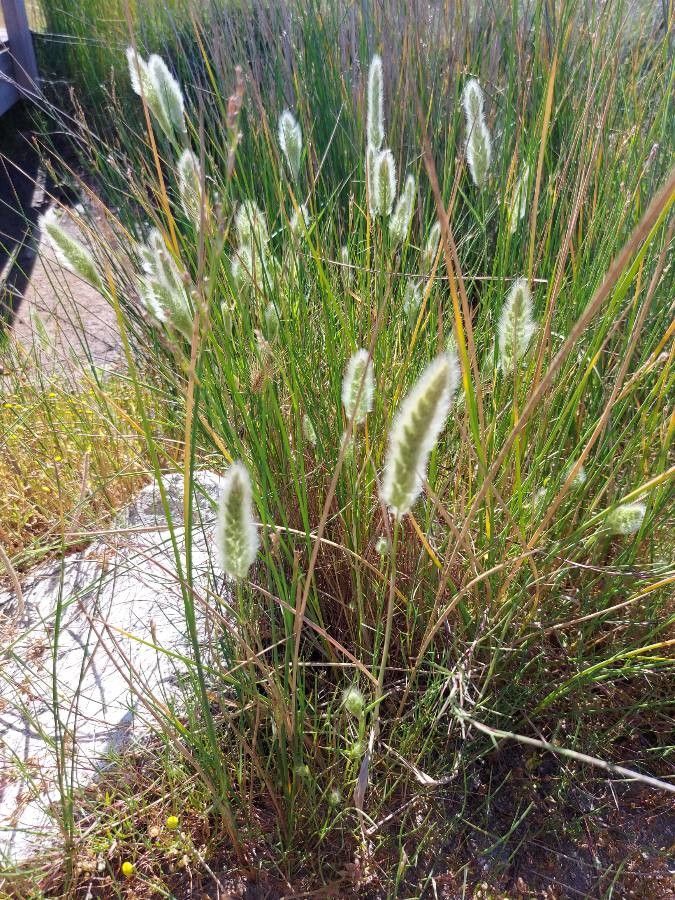 Polypogon maritimus habit
