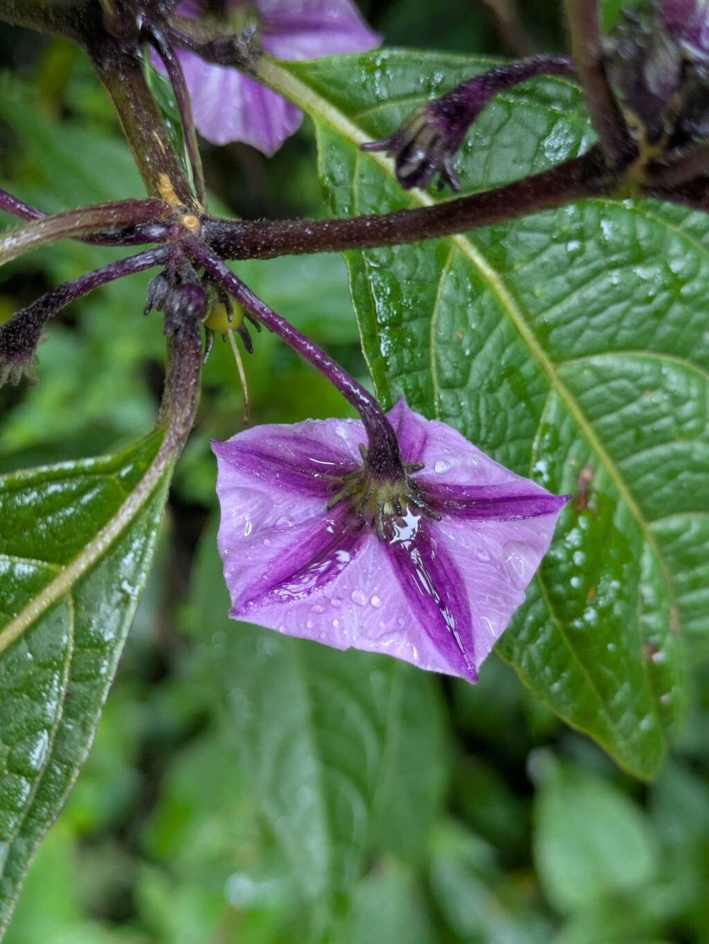 Lycianthes beckneriana flower