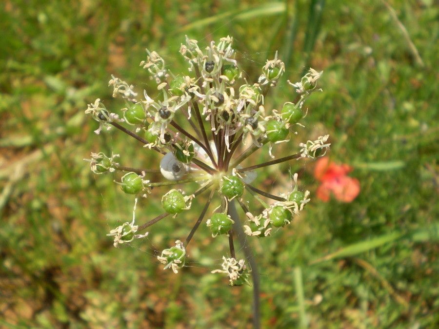 Allium cyrilli fruit