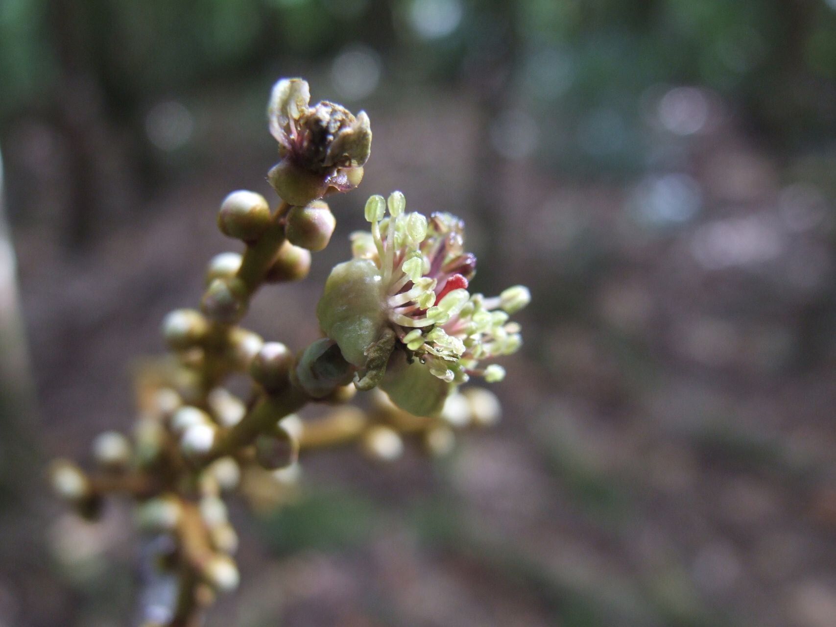 Symplocos arborea flower