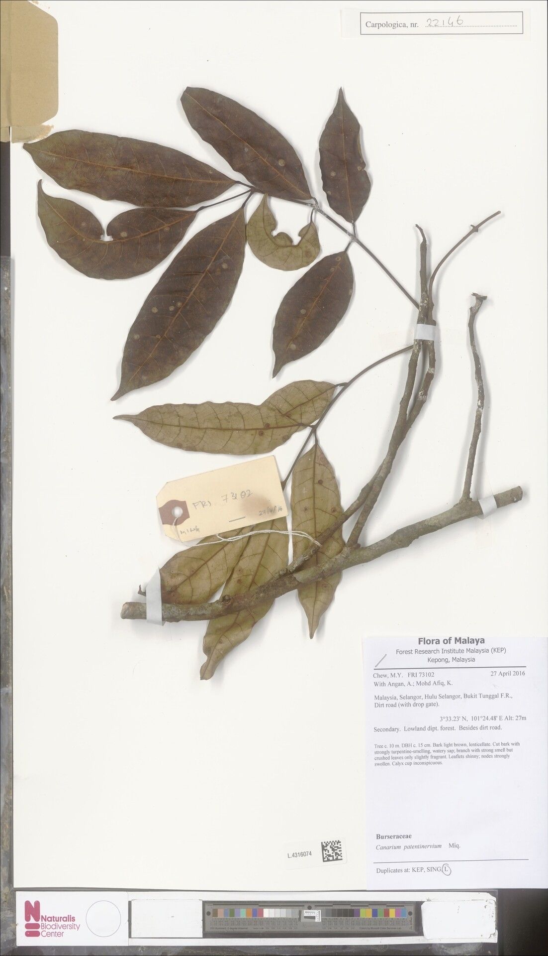 Canarium patentinervium — search result for 'Canarium'