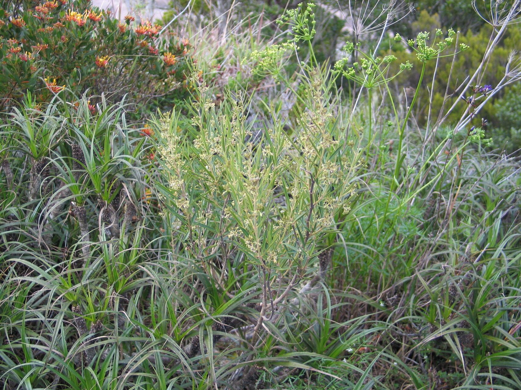 Cynanchum appendiculatum habit