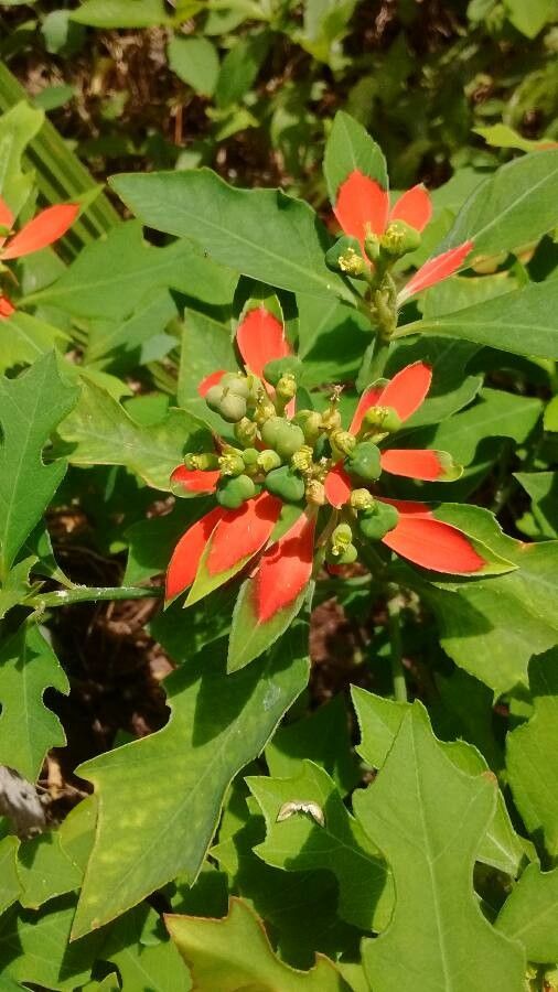Euphorbia cyathophora fruit