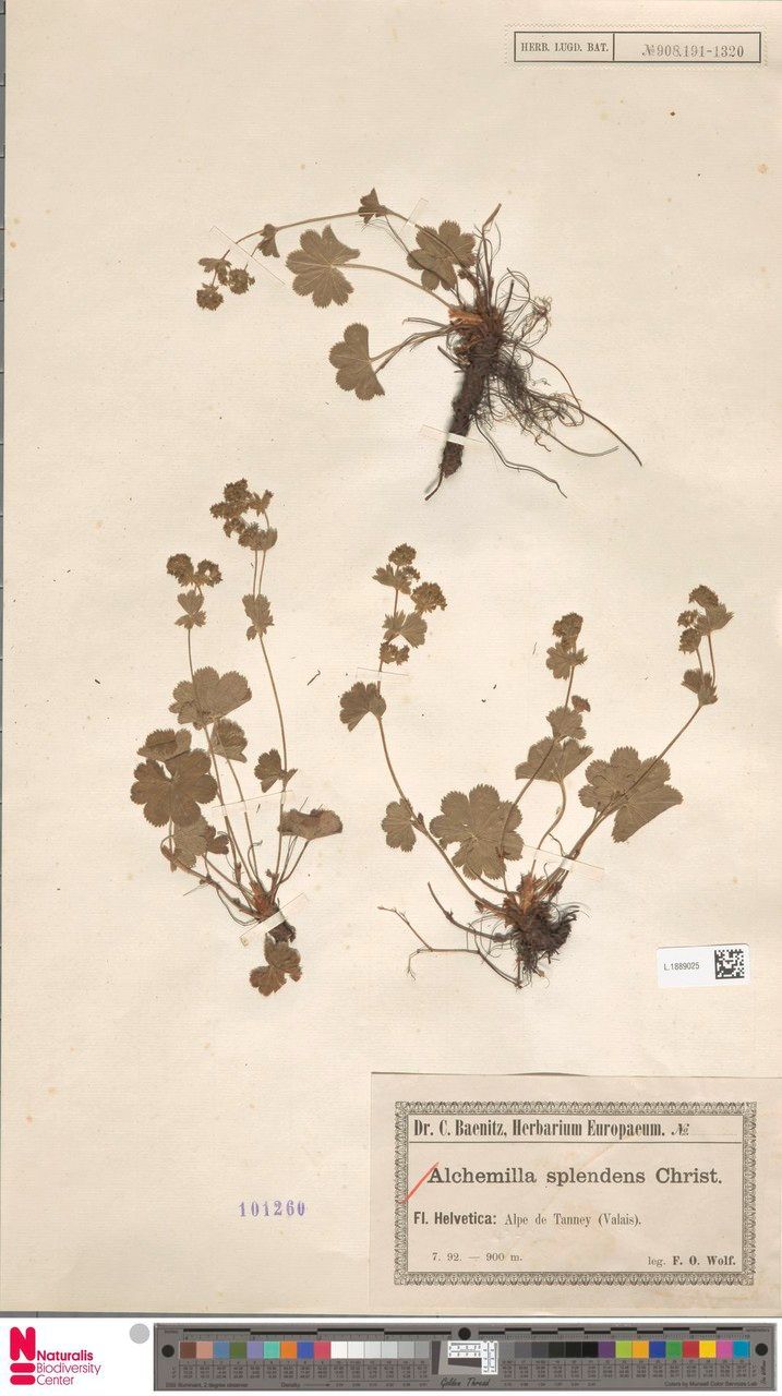 Alchemilla splendens other