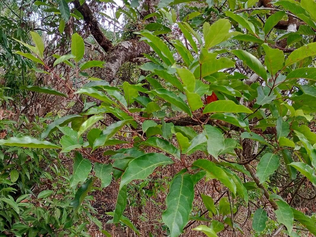 Elaeocarpus variabilis — houseplant care guide