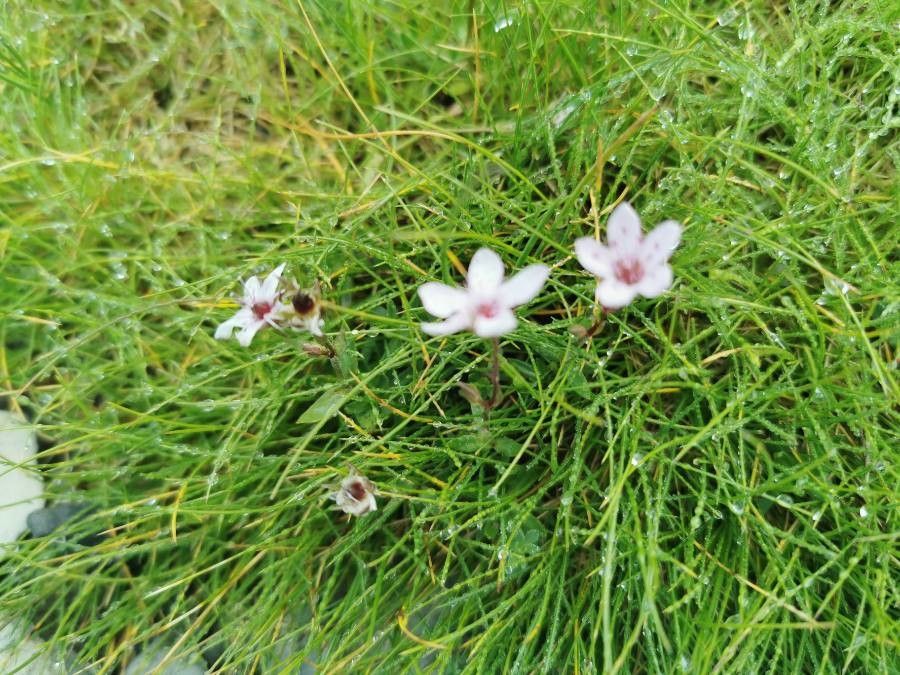 Arenaria purpurascens leaf