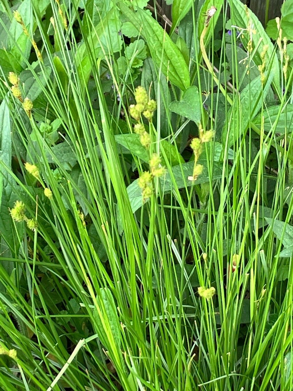 Carex brevior — houseplant care guide