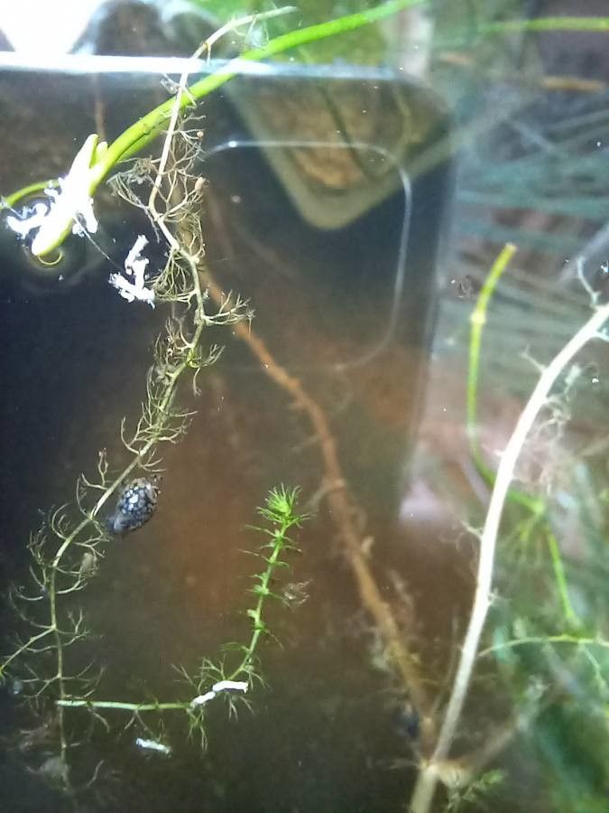 Utricularia minor — search result for 'Utricularia'