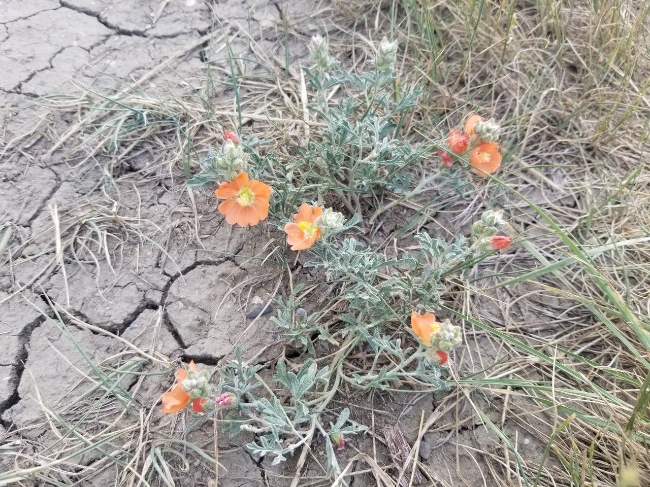 Sphaeralcea coccinea habit