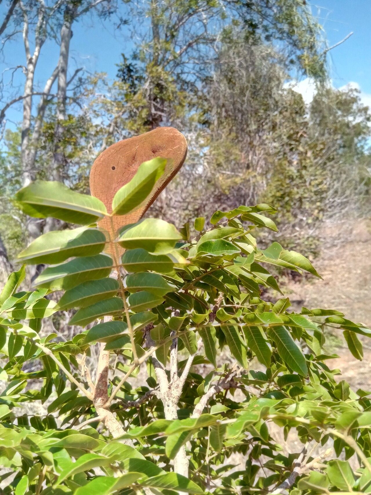 Xylia hoffmannii leaf