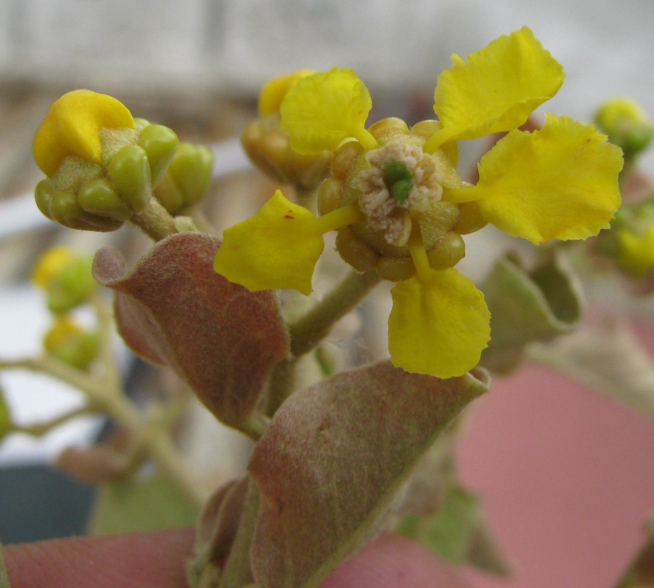 Tetrapterys skutchii fruit