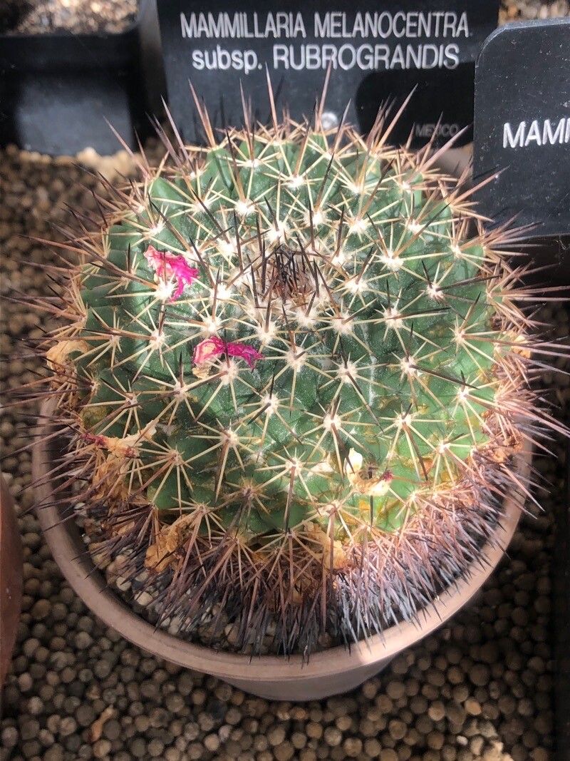Mammillaria melanocentra — search result for 'Mammillaria'