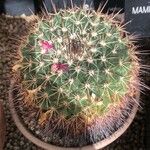Mammillaria melanocentra