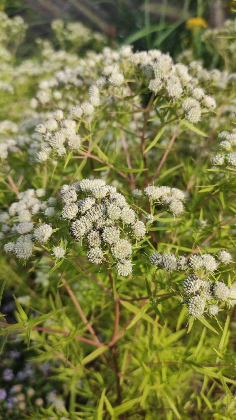 Pycnanthemum tenuifolium flower