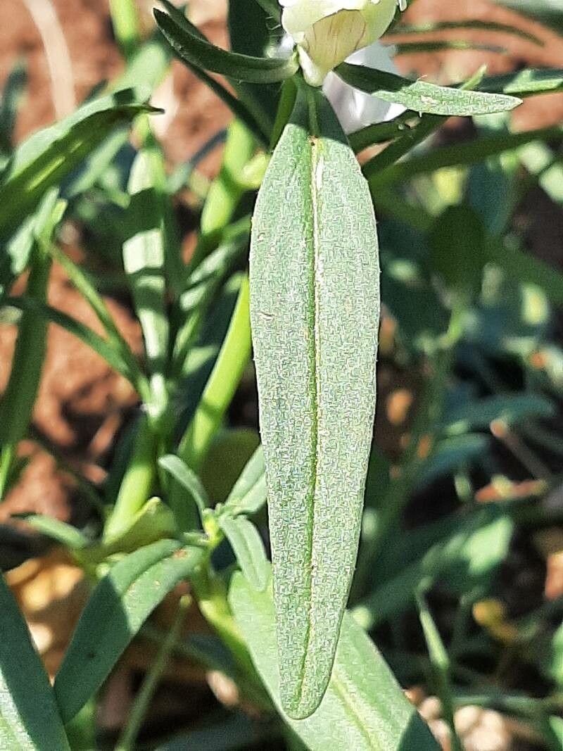 Misopates calycinum leaf