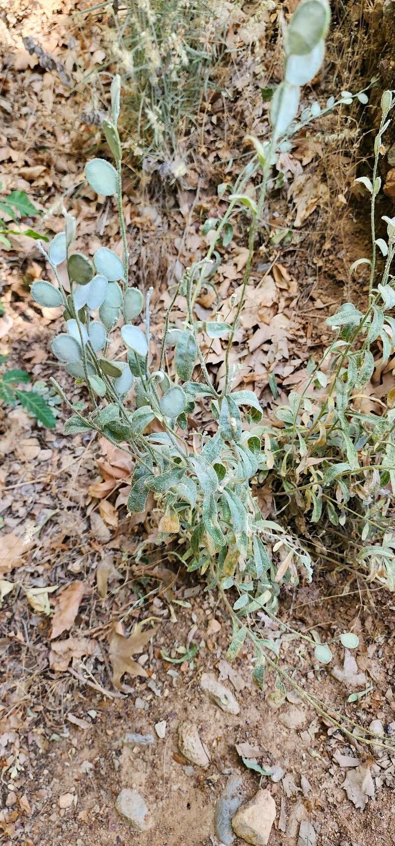 Fibigia macrocarpa other