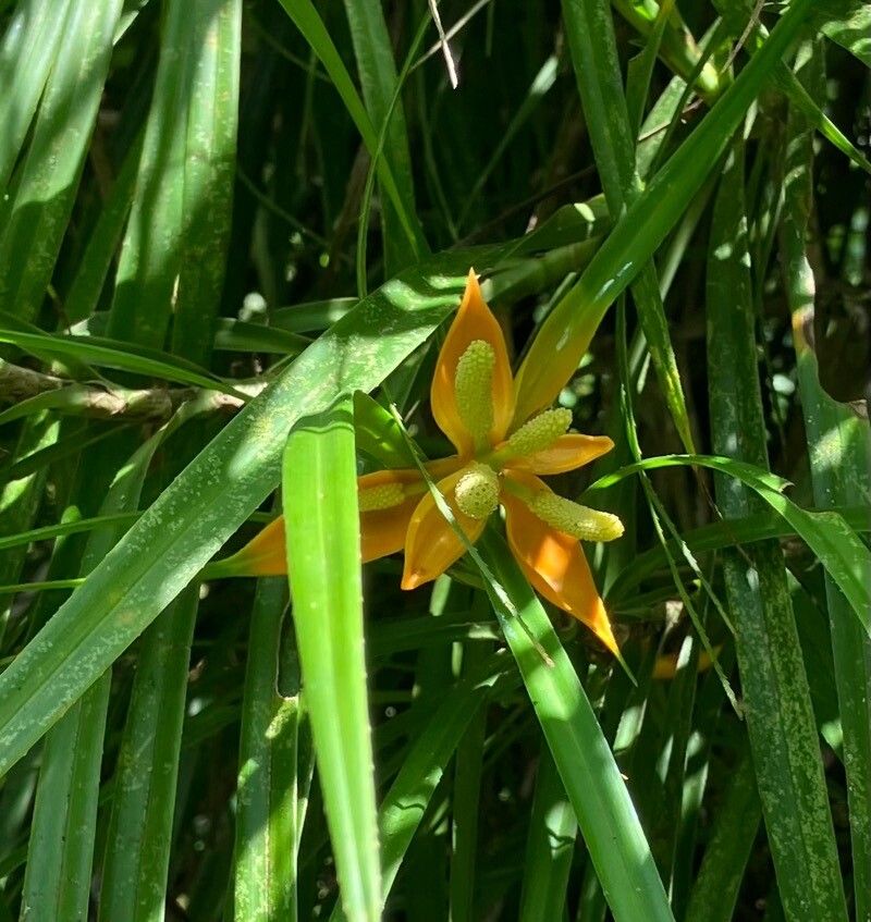 Freycinetia angustifolia flower