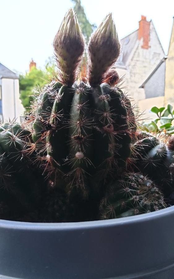 Parodia tabularis — search result for 'Uruguay'