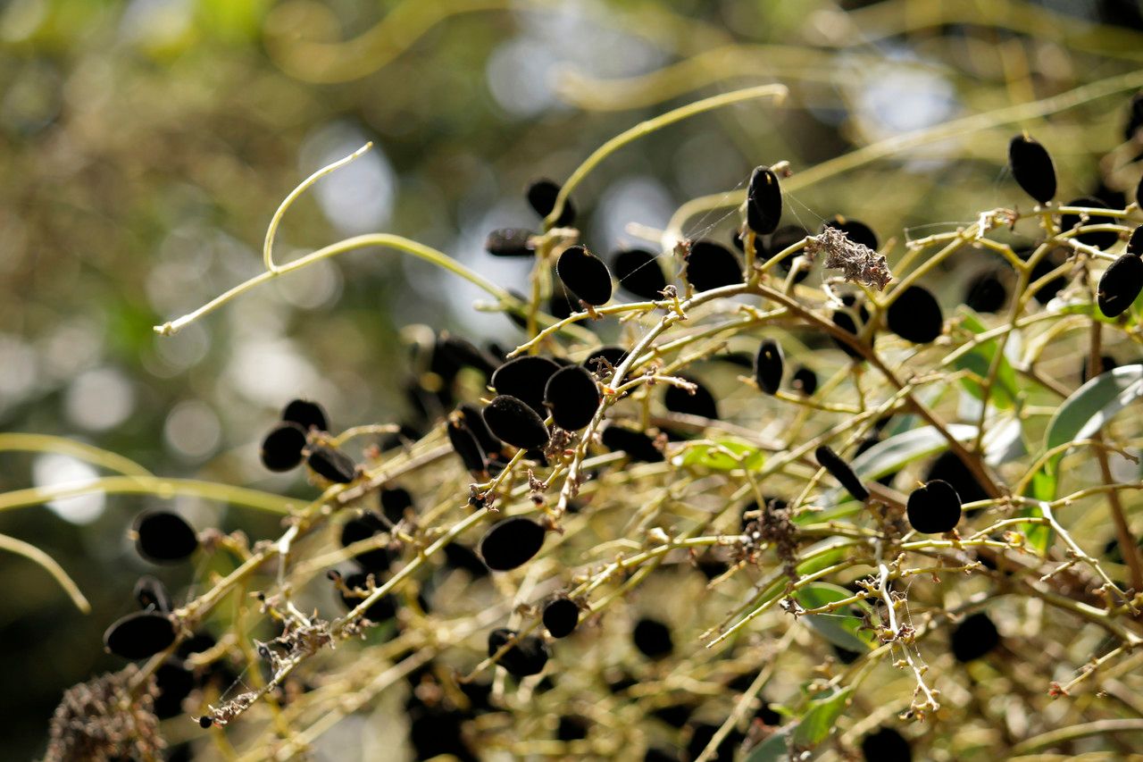 Dialium guineense fruit
