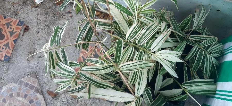 Pleioblastus fortunei flower
