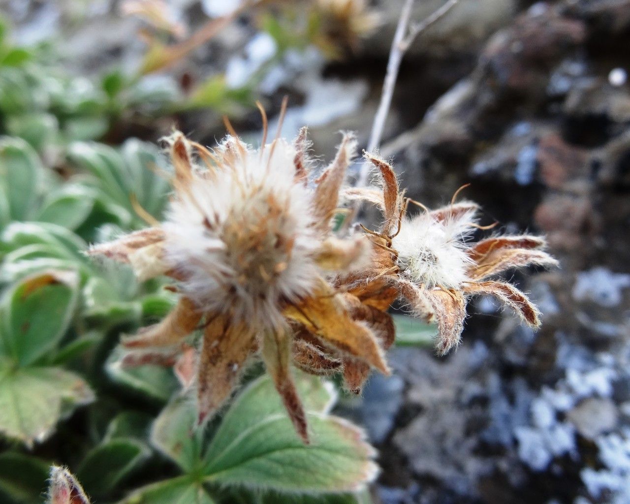 Potentilla nivalis fruit