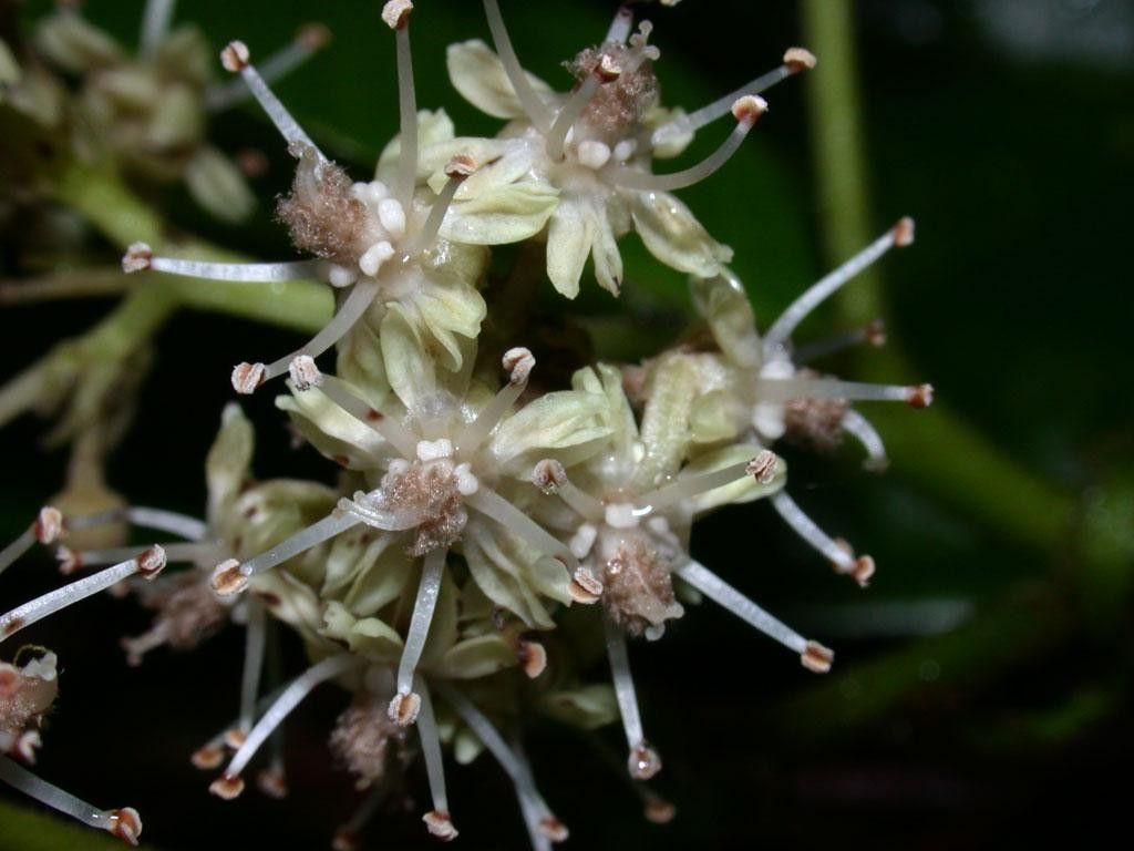 Dichapetalum grayumii flower