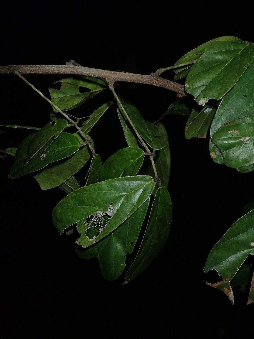 Leptoderris congolensis — related species from the same genus