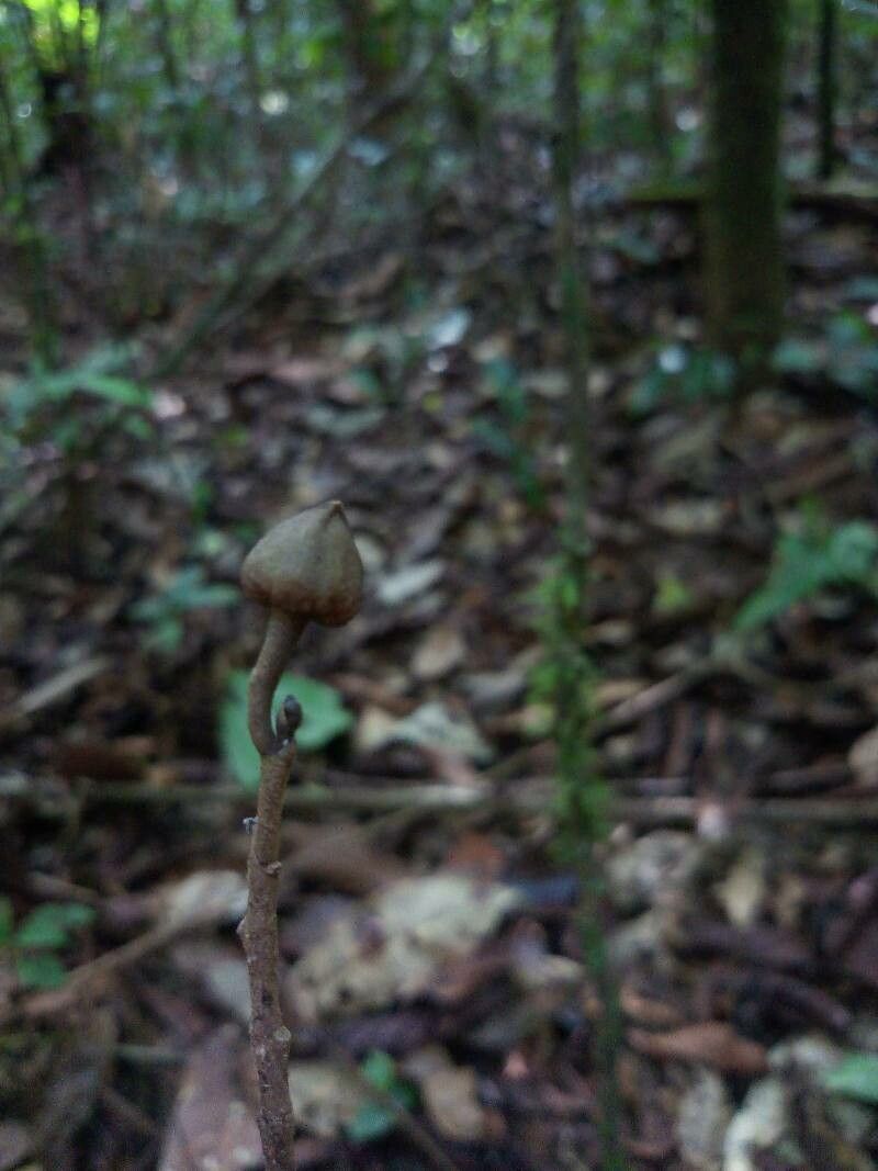 Duguetia cadaverica flower