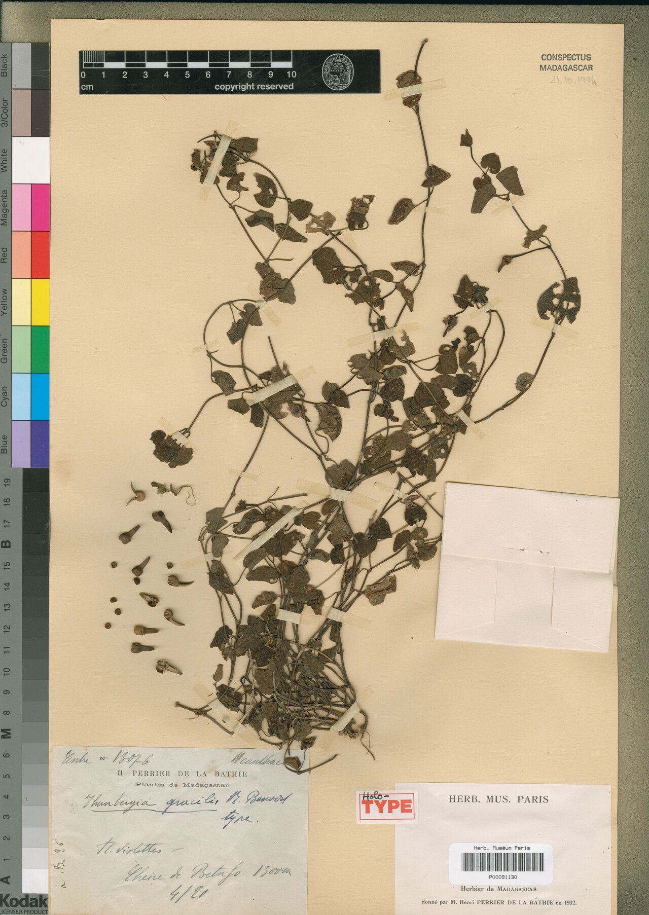 Thunbergia gracilis — search result for 'Thunbergia'