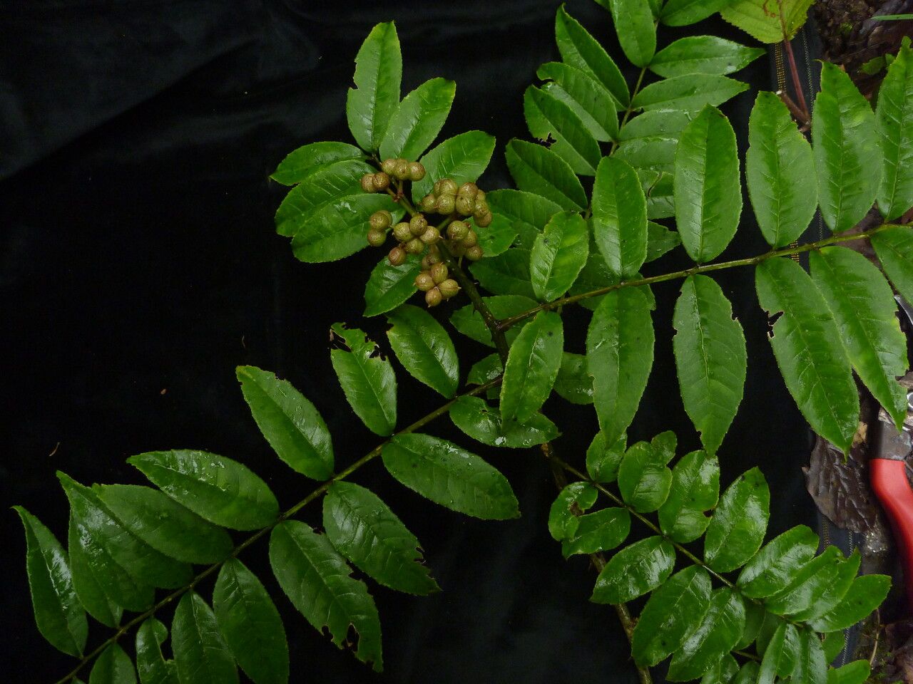 Zanthoxylum oxyphyllum habit