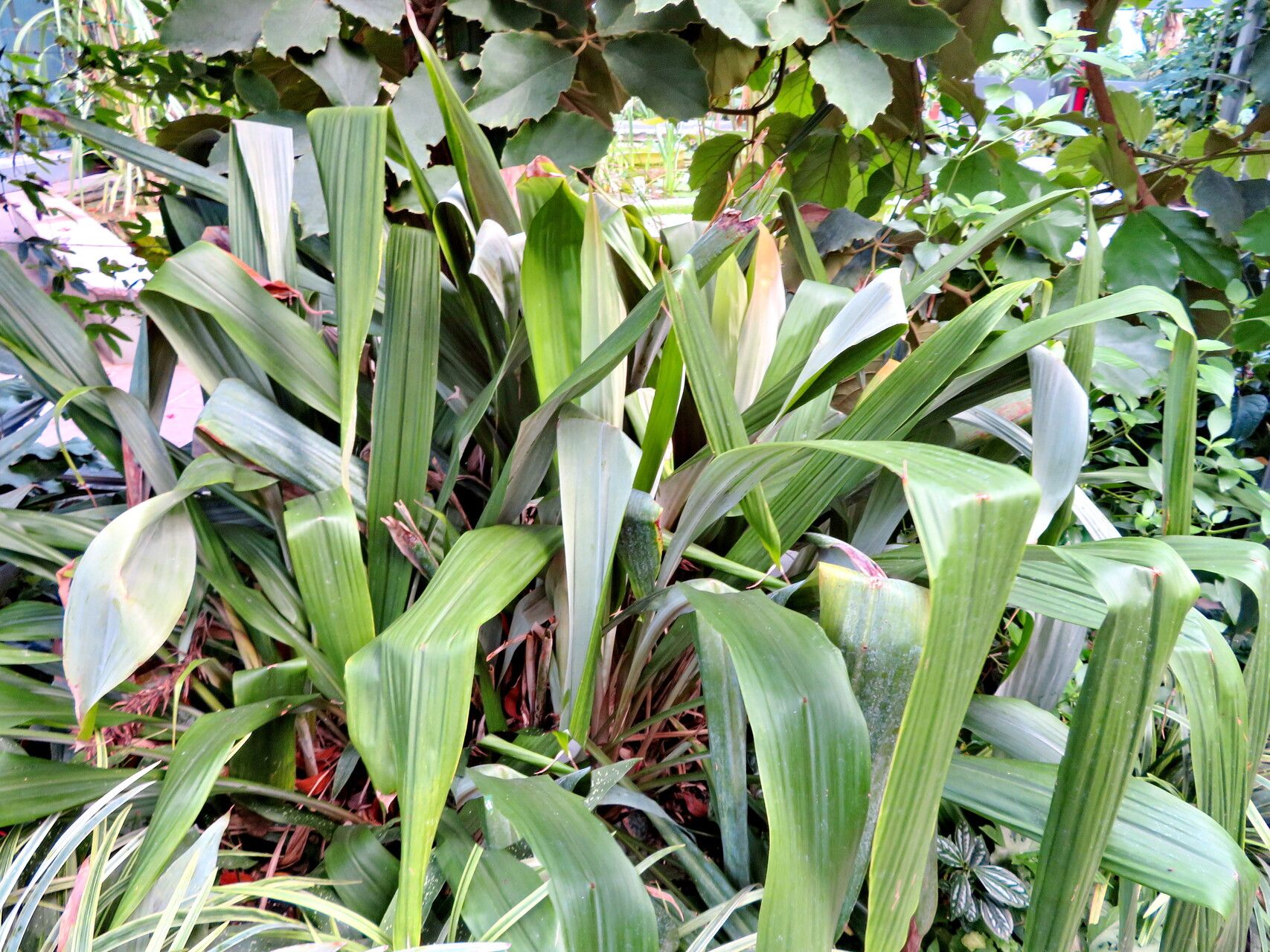 Pitcairnia corallina habit