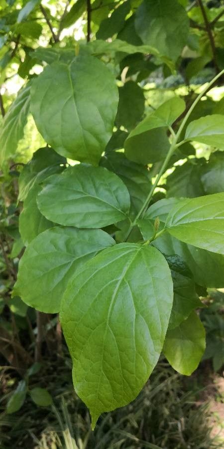 Calycanthus chinensis leaf